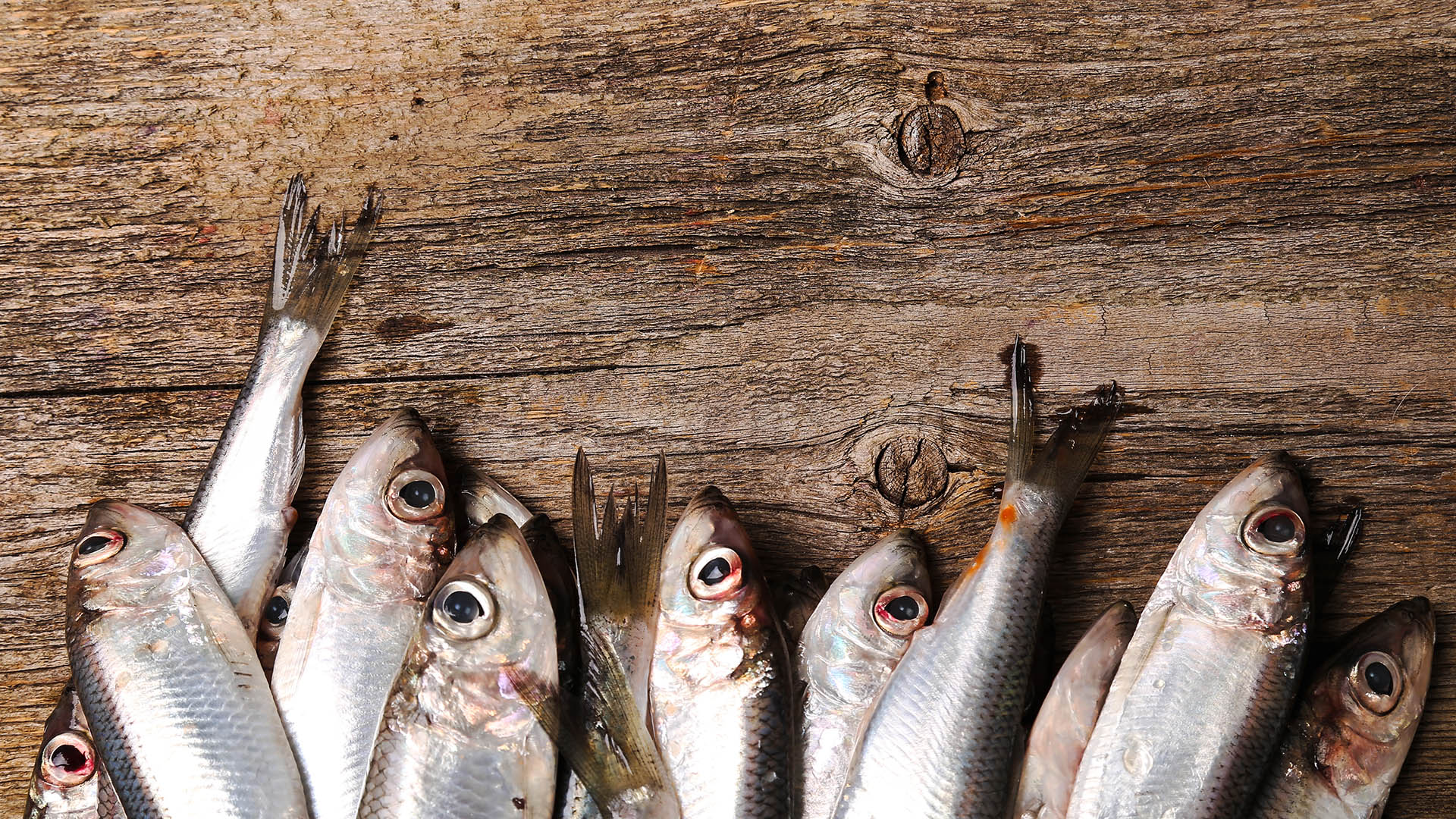 Gli omega 3 a catena molto lunga EPA e DHA sono presenti principalmente nei pesci grassi quali il salmone e nel cos detto pesce povero come acciughe, sarde e aringhe