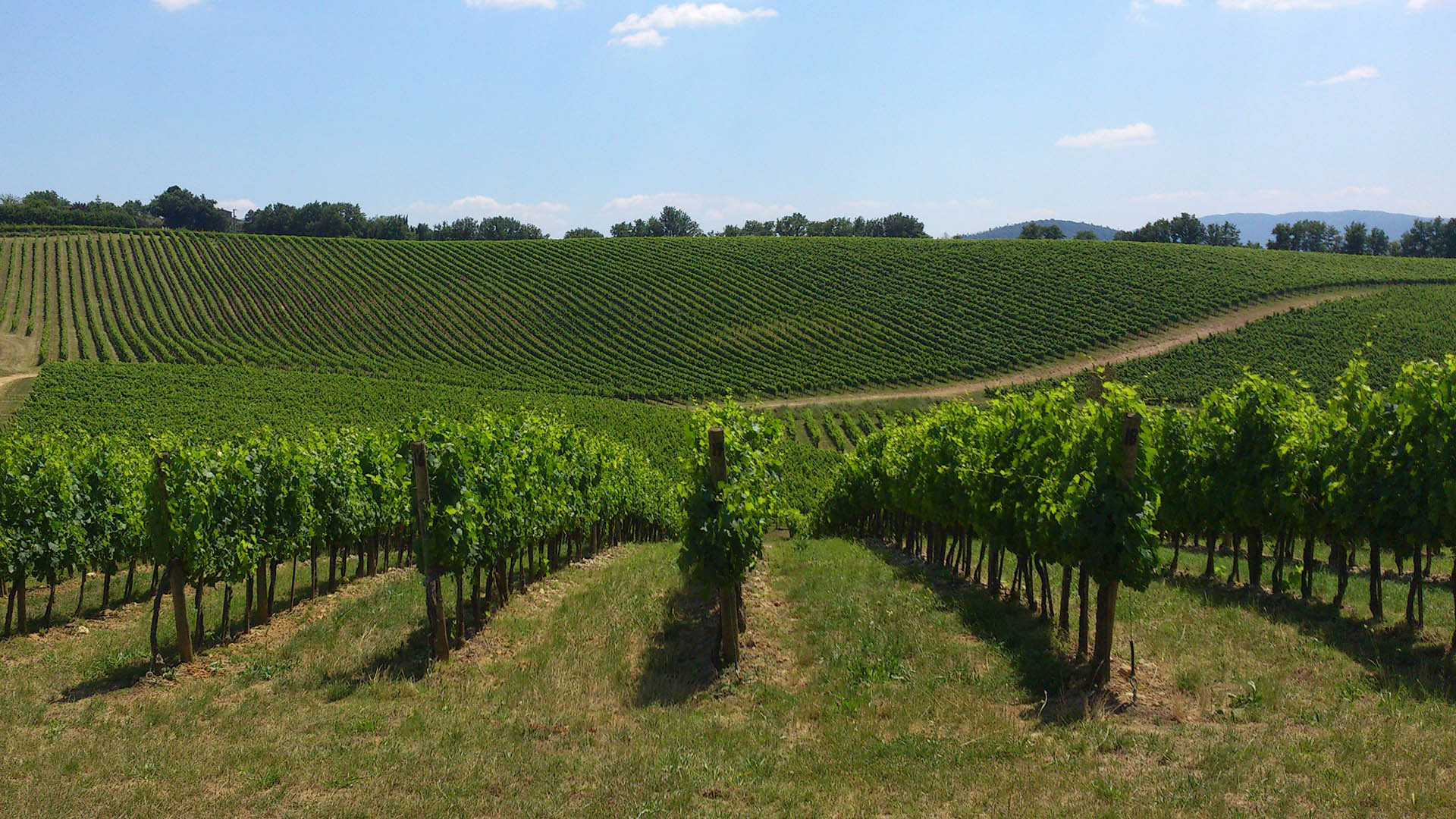 Vallata di vigne nel Chianti in Toscana