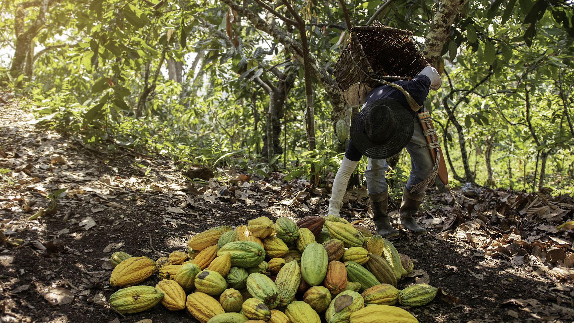 Momento della raccolta in una piantagione di cacao