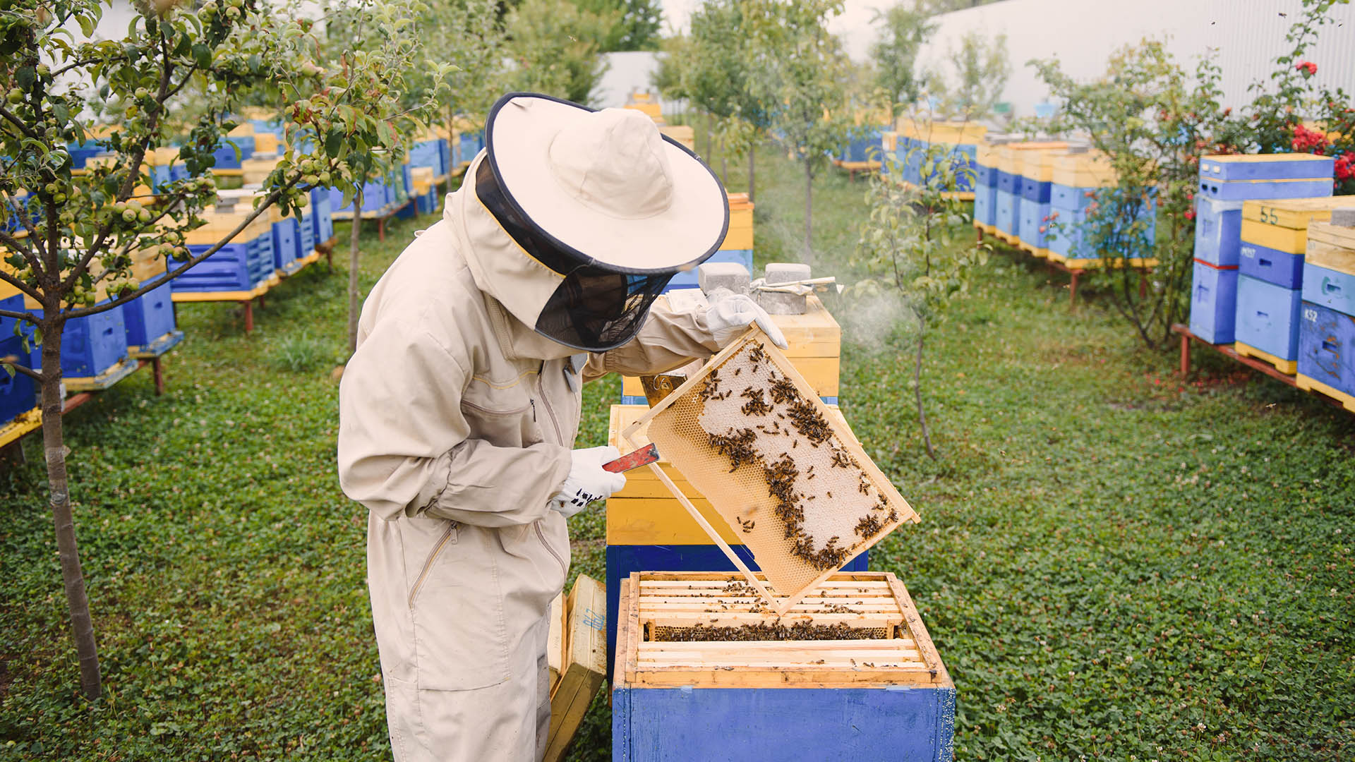 L'apicoltura fondamentalmente sfrutta il lavoro delle api favorendone la produzione del miele